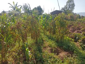 00000665 photo 2025 09 23 05 02 58