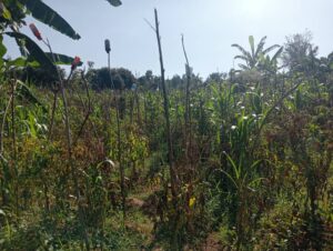 00000666 photo 2025 09 23 05 02 59