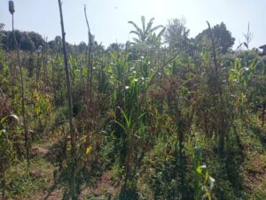 00000667 photo 2025 09 23 05 02 59