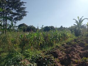 00000668 photo 2025 09 23 05 03 00