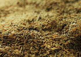 A detailed view of wheat grains in a pile, ready for processing.