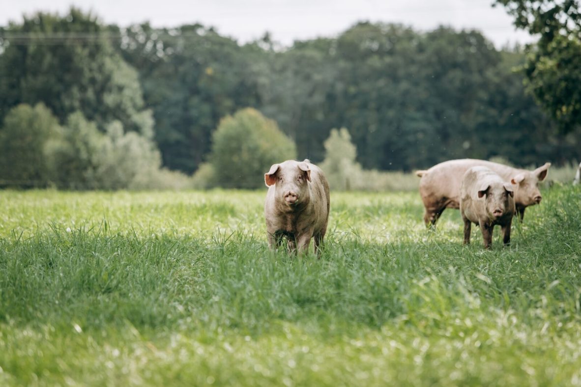 Pigs Graze On Farm In Countryside Pigs Graze On A Private Farm Scaled 1