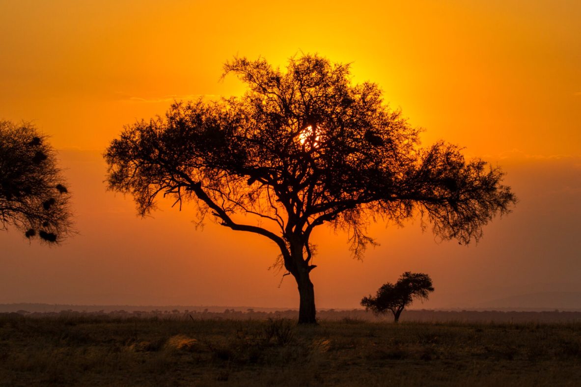 Sunset Serenity Beneath An African Tree Scaled 1