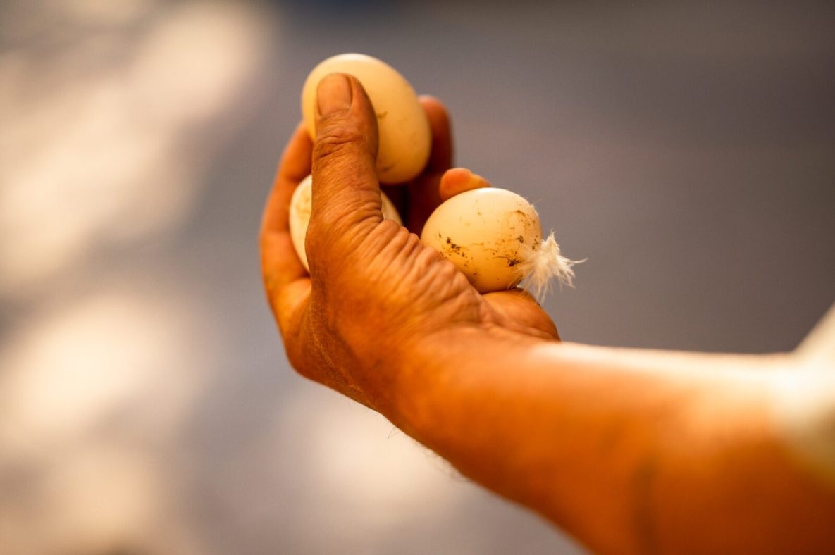 The Farmer Keeps Fresh Organic Chicken Eggs Eggs Laid By Domestic Chickens Scaled 1